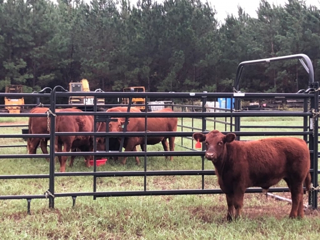 Red Angus in Corral.