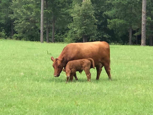 Red Angus and calf in field.