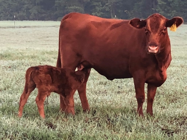 Mom and baby in the field.