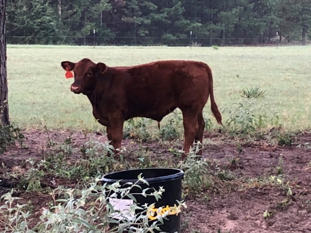 Red Angus calf in the woods